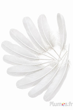 Oie - 15-21 cm - blanc